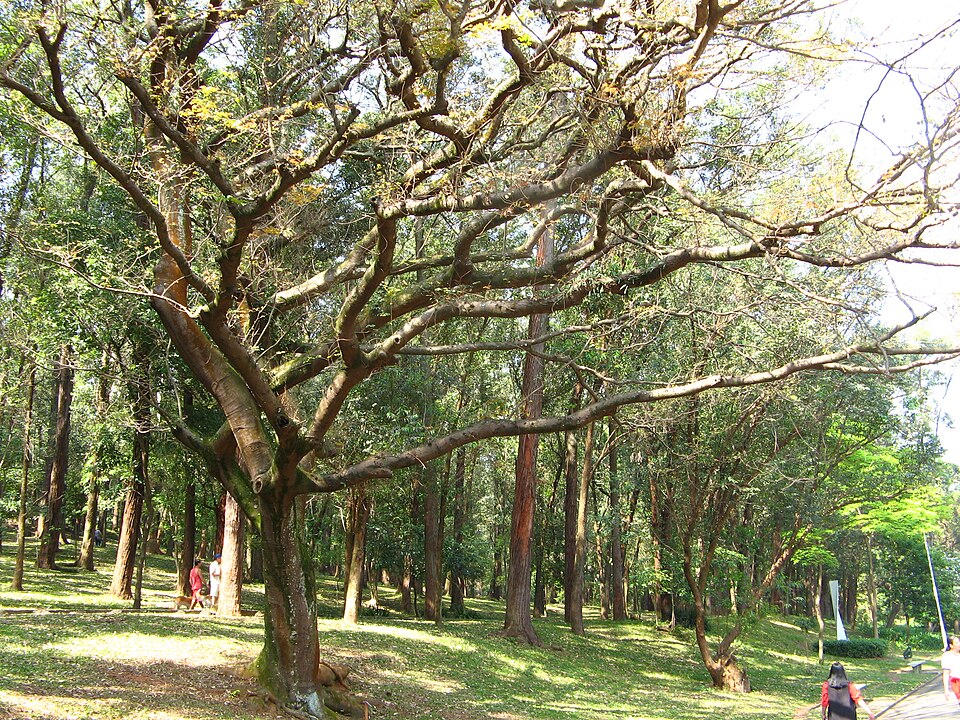Copaifera reticulata (Copaiba) — photo
