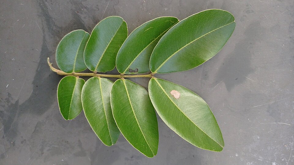 Copaifera reticulata
