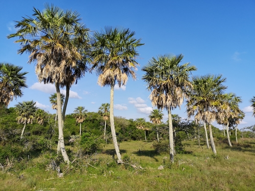 Copernicia alba (Caranday wax palm) — photo
