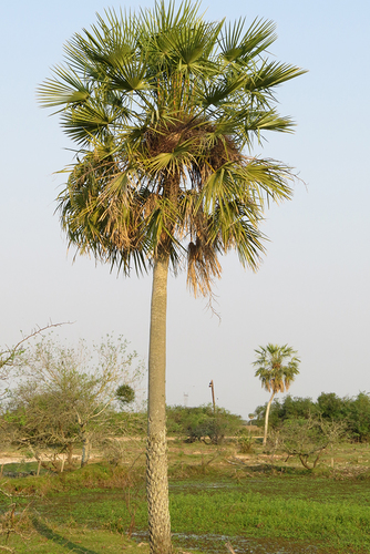 Copernicia alba (Caranday wax palm) — photo