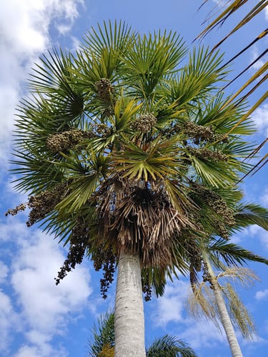 Copernicia alba