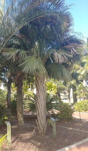 Copernicia hospita (Cuban copernicia) — photo