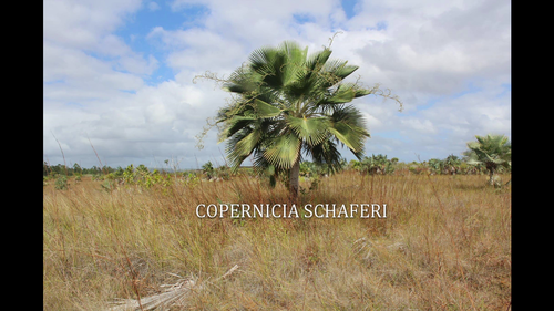 Copernicia hospita (Cuban copernicia) — photo