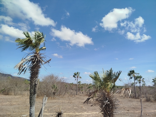Copernicia prunifera (Brazilian wax palm) — photo