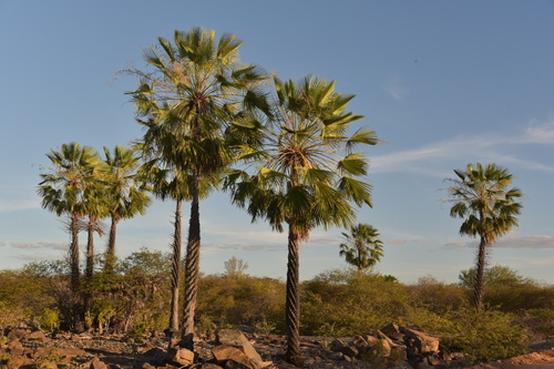 Copernicia prunifera