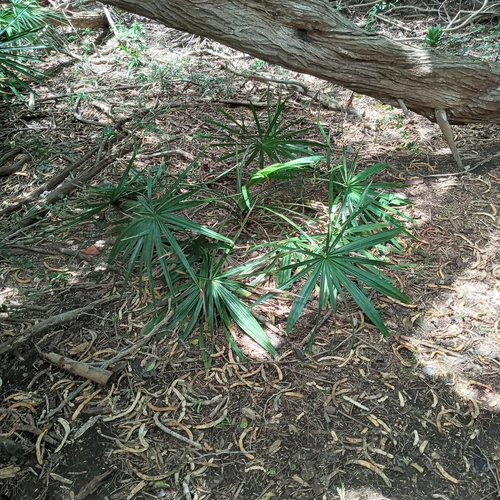 Copernicia tectorum — photo