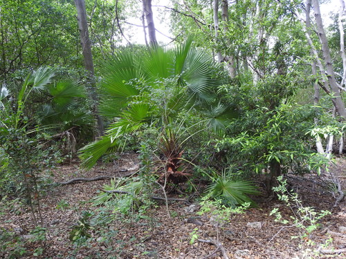 Copernicia tectorum — photo