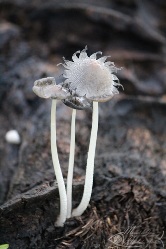 Coprinopsis cinerea — photo