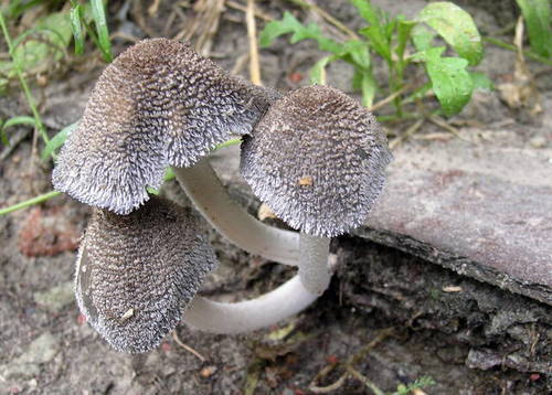 Coprinopsis cinerea — photo