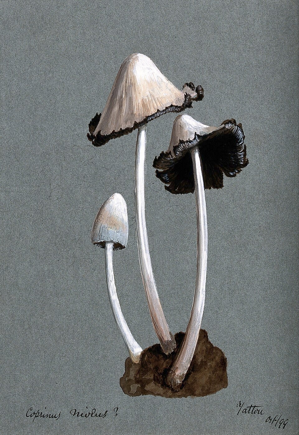 Coprinopsis nivea (Snow white ink cap) — photo