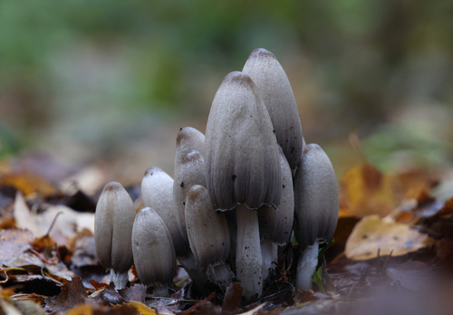 Coprinus acuminatus (Humpback inkcap) — photo