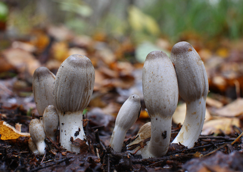 Coprinus acuminatus (Humpback inkcap) — photo