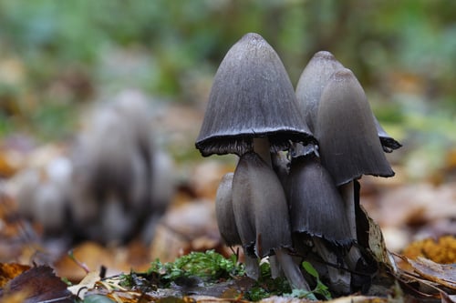 Coprinus acuminatus