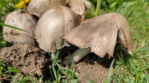 Coprinus atramentarius (Common ink cap) — photo
