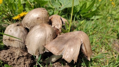 Coprinus atramentarius (Common ink cap) — photo