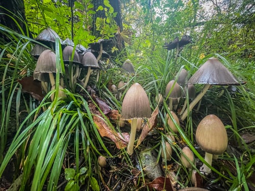 Coprinus atramentarius