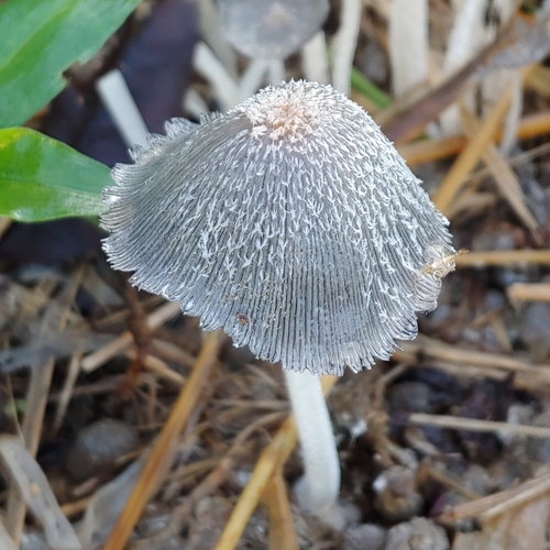 Coprinus cinereus (Shaggy dung coprinus) — photo