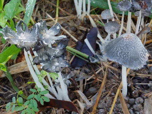 Coprinus cinereus (Shaggy dung coprinus) — photo