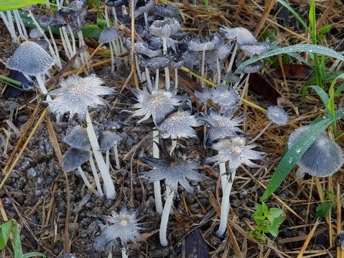 Coprinus cinereus