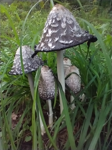 Coprinus comatus (Shaggy Mane Ink Cap) — photo
