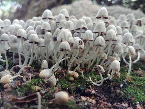 Coprinus disseminatus — photo