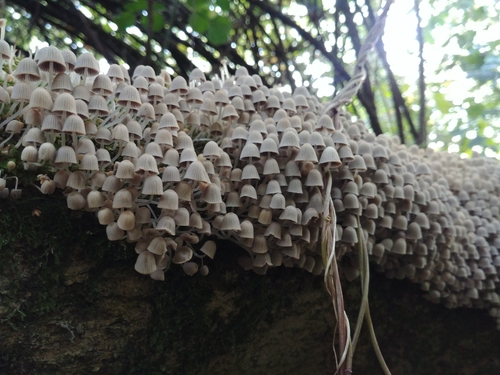 Coprinus disseminatus — photo