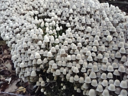 Coprinus disseminatus