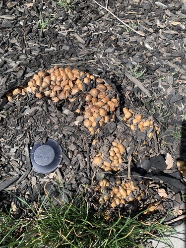 Coprinus micaceus (Glistening ink cap) — photo