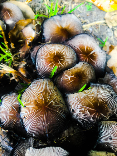 Coprinus micaceus (Glistening ink cap) — photo