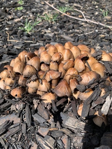 Coprinus micaceus