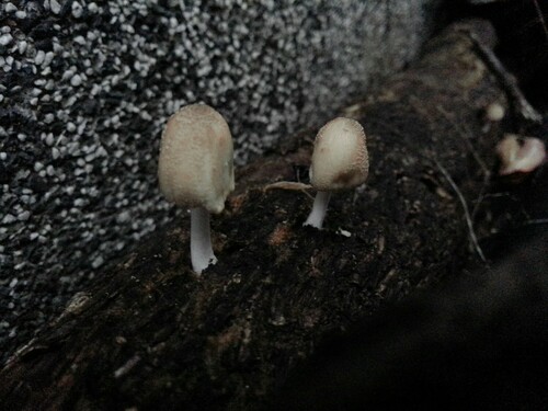 Coprinus radians — photo
