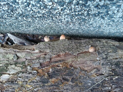 Coprinus radians — photo