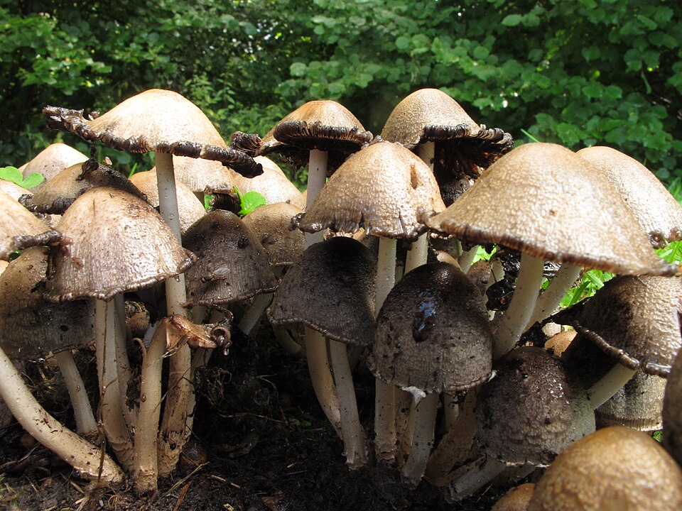 Coprinus spp. — photo
