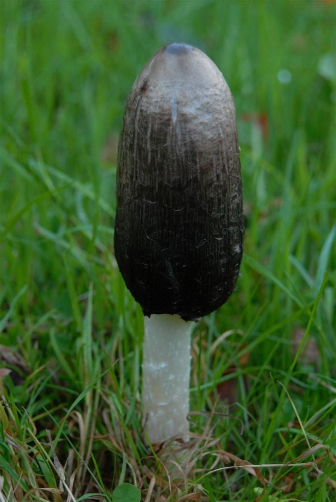Coprinus spp.