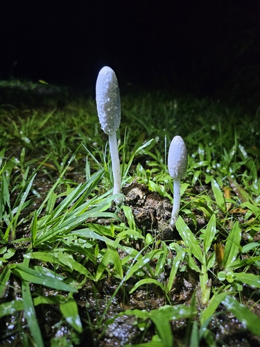 Coprinus sterquilinus — photo