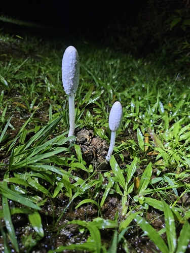 Coprinus sterquilinus — photo