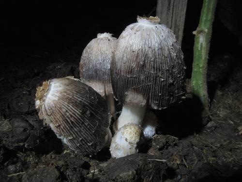 Coprinus sterquilinus