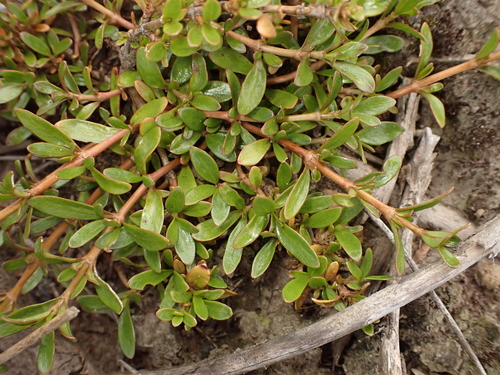 Coprosma acerosa (Sand coprosma) — photo