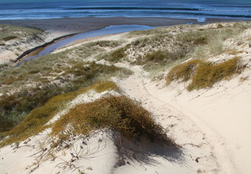 Coprosma acerosa (Sand coprosma) — photo
