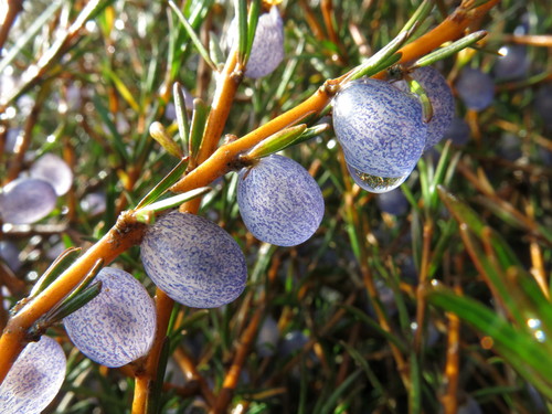 Coprosma acerosa