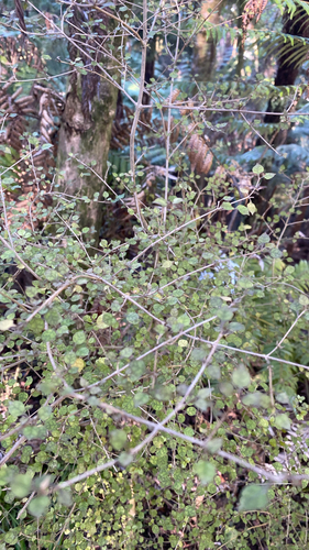 Coprosma areolata (Thin-leaved coprosma) — photo