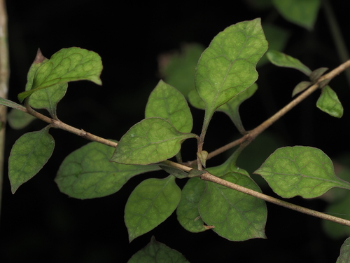 Coprosma areolata