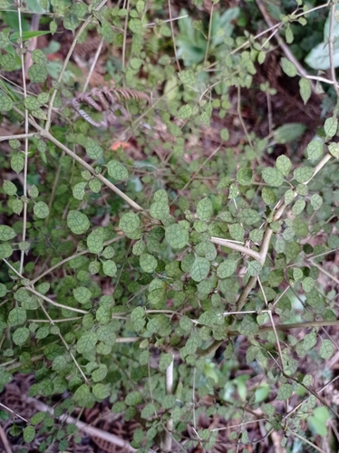 Coprosma areolata (Thin-leaved coprosma) — photo
