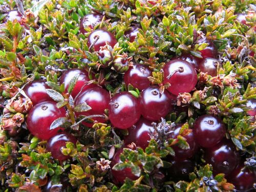 Coprosma atropurpurea — photo