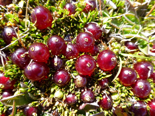 Coprosma atropurpurea