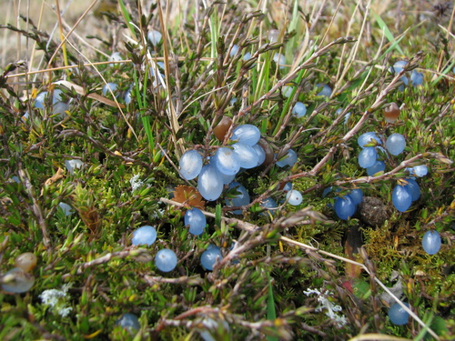 Coprosma brunnea — photo
