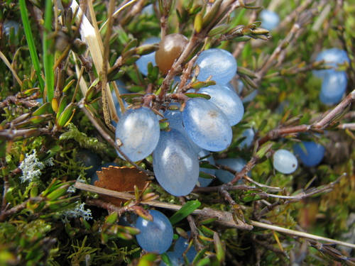 Coprosma brunnea — photo