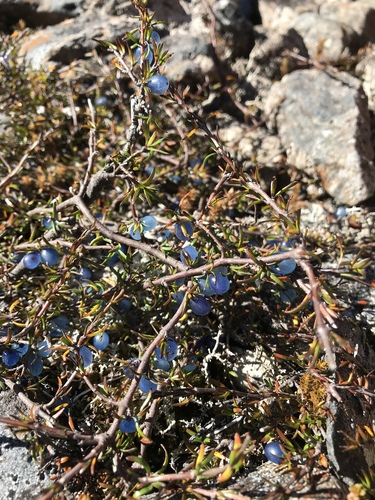 Coprosma brunnea