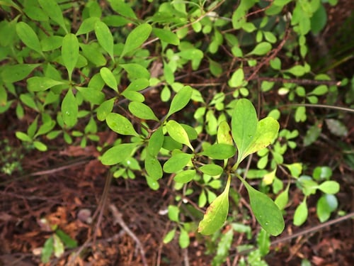Coprosma foetidissima (Stinkwood) — photo