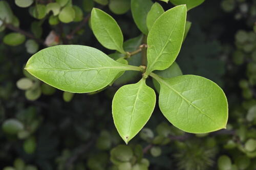 Coprosma foetidissima